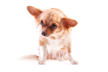 chihuahua (3 years old) sitting in front against white background. 