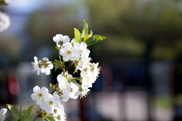 Kirschbl&uuml;tenzweig