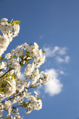 Kirschbl&uuml;ten vor blauem Himmel