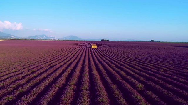 aerial view of lavender flower field in  france provence