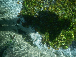 Fish under the water peixes