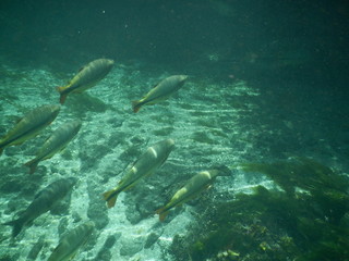Fototapeta na wymiar Fish under the water peixes