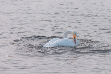 Beautiful white whooping swans swimming in the nonfreezing winter lake. The place of wintering of swans, Altay, Siberia, Russia. © olinchuk