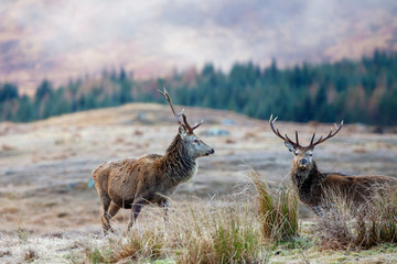Red deer, Cervus elaphus  in Scotland