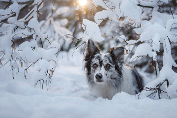 portrait of a dog in the snow. Pet in the winter for a walk. Obedient Marble Border Collie