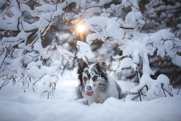 Fototapeta premium portrait of a dog in the snow. Pet in the winter for a walk. Obedient Marble Border Collie
