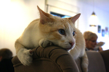 Nachdenkliche Siam Katze