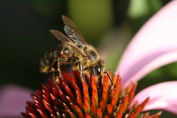 Nahaufnahme Biene auf Bl&uuml;te