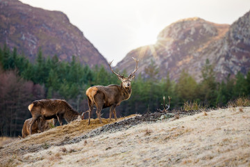 Red deer, Cervus elaphus  in Scotland