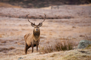 Naklejka na ściany i meble Red deer, Cervus elaphus in Scotland