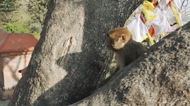 Evil rhesus monkey, Who Attacks Man. rhesus monkey that walks in on the wall in Kathmandu