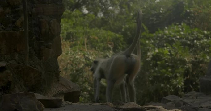 A langur monkey looks around while perched on a wall, before jumping off with a friend.