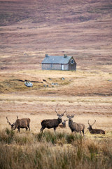 Fototapeta premium Red deer, Cervus elaphus in Scotland