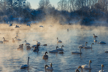 Obraz premium Beautiful white whooping swans swimming in the nonfreezing winter lake. The place of wintering of swans, Altay, Siberia, Russia.