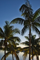 Fototapeta na wymiar Caribbean Tourism - Palm Trees