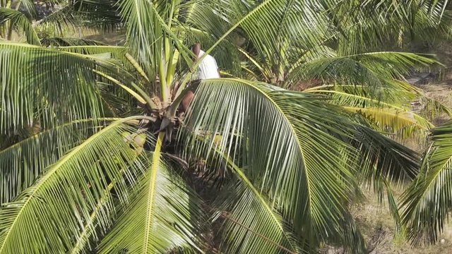 A local Sri Lankan worker climbs in a palm tree to do fysical work