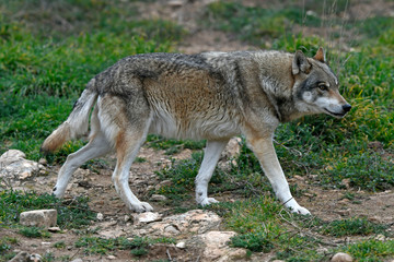 Europäischer Wolf (Canis lupus lupus) - Eurasian wolf © bennytrapp