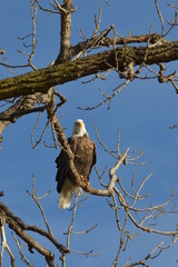 Eagle on a clear day