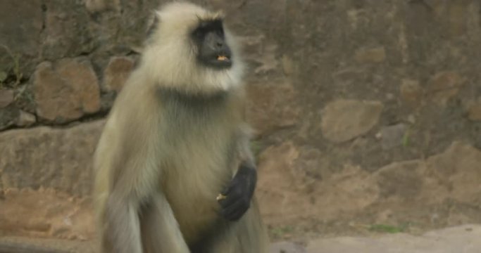 A langur monkey eats peanuts as people walk by.