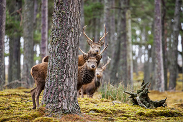 Naklejka na ściany i meble Red deer, Cervus elaphus in Scotland
