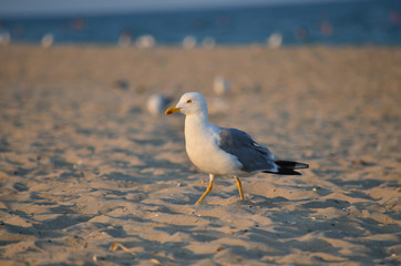 Yellow-legged gull - Larus michahellis. Seagull on the sandy Black Sea coast in its natural habitat. Fauna of Ukraine.