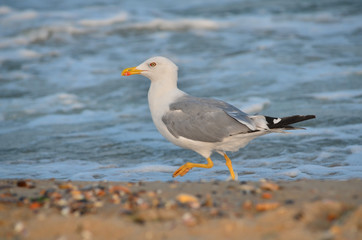 Yellow-legged gull - Larus michahellis. Seagull on the Black Sea coast near the water in its natural habitat. Fauna of Ukraine.