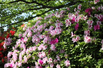 Naklejka premium 新緑とツツジ