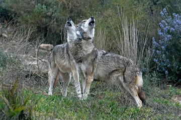 Deurstickers heulende Wölfe (Canis lupus lupus) - Eurasian wolf © bennytrapp