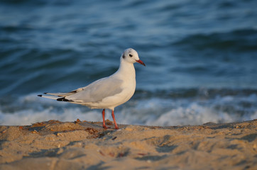 Seagull on the sandy Black Sea coast in its natural habitat.