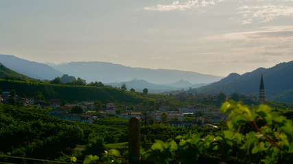 Fototapeta na wymiar Green Prosecco vineyards - Conegliano Valdobbiadene