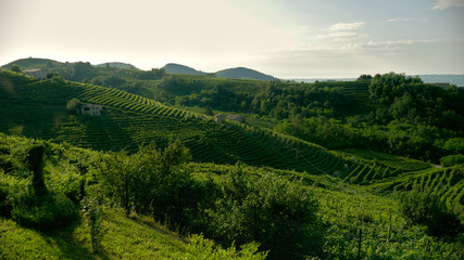 Green Prosecco vineyards - Conegliano Valdobbiadene