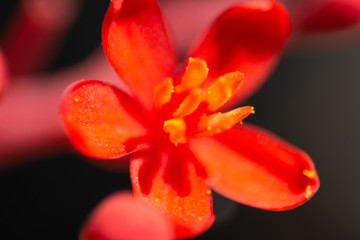 micro