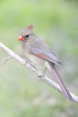 Northern Cardinal Feeder backyard home