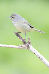 Orange Crowned Warbler perched on a branch