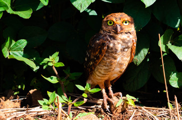 barn owl on a branch