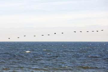 cormorants flock