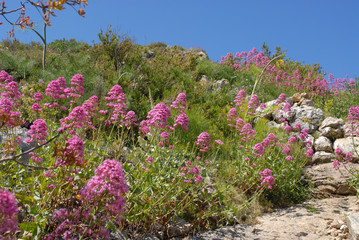 Wildflowers in the mountains, Red Valerian, Centranthus ruber, growing wild on the Sierra del la...