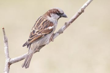 Passer domesticus perched on a branch