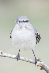 Mockingbird perched on a branch