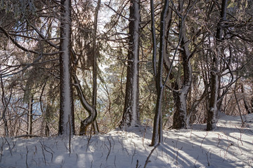 Winter landscape of the forest after a snowfall.