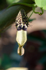 micro