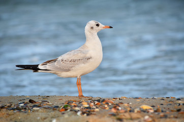 Gull on the Black Sea coast near the water in its natural habitat. Fauna of Ukraine.
