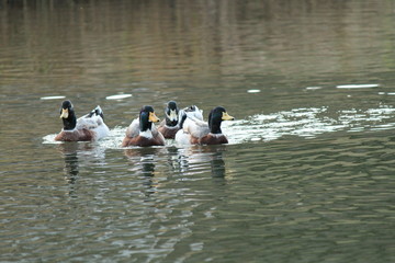 南伊豆　青野川のカモたち