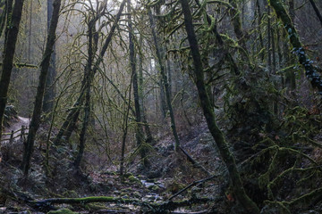 Fototapeta na wymiar Mysterious woodland in Forest Park, Portland, Oregon