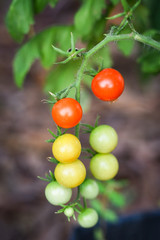 Tomato on the plant tree / Fresh red and green tomatoes hanging on the vine in the greenhouse farm agriculture