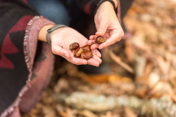 A young woman  picks up the chestnuts fallen on the ground in an autumnal forest
