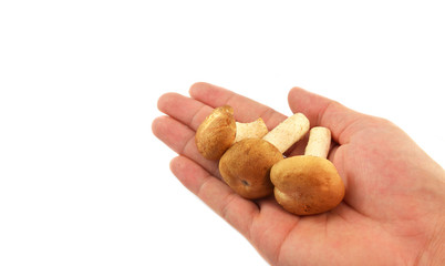 Shiitake mushrooms / Raw fresh mushroom shiitake on hand isolated on white background for cook food