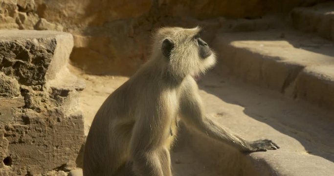 A curious langur monkey looks around and then runs off screen.