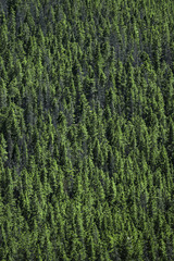 Green Mountain Trees 04