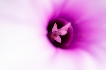 micro